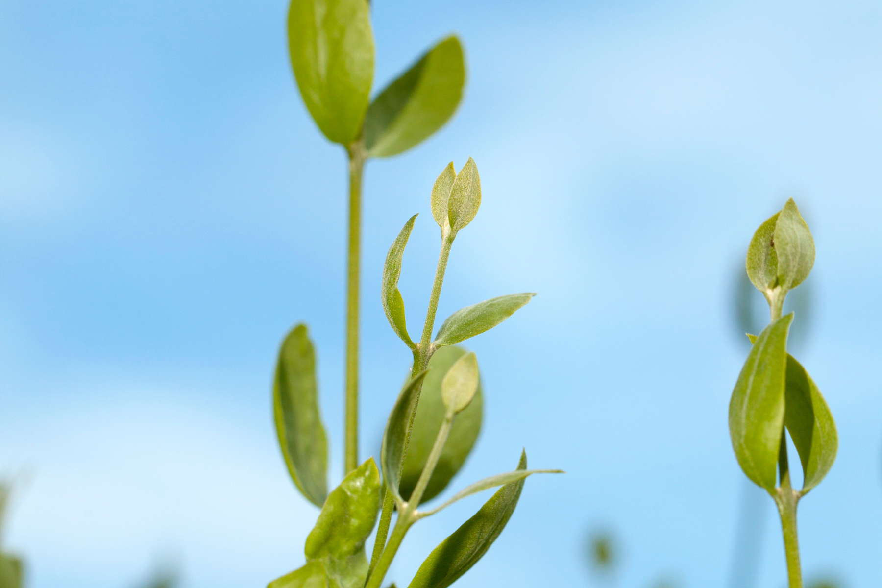 3 Amazing Jojoba Oil Benefits for Skin and Hair