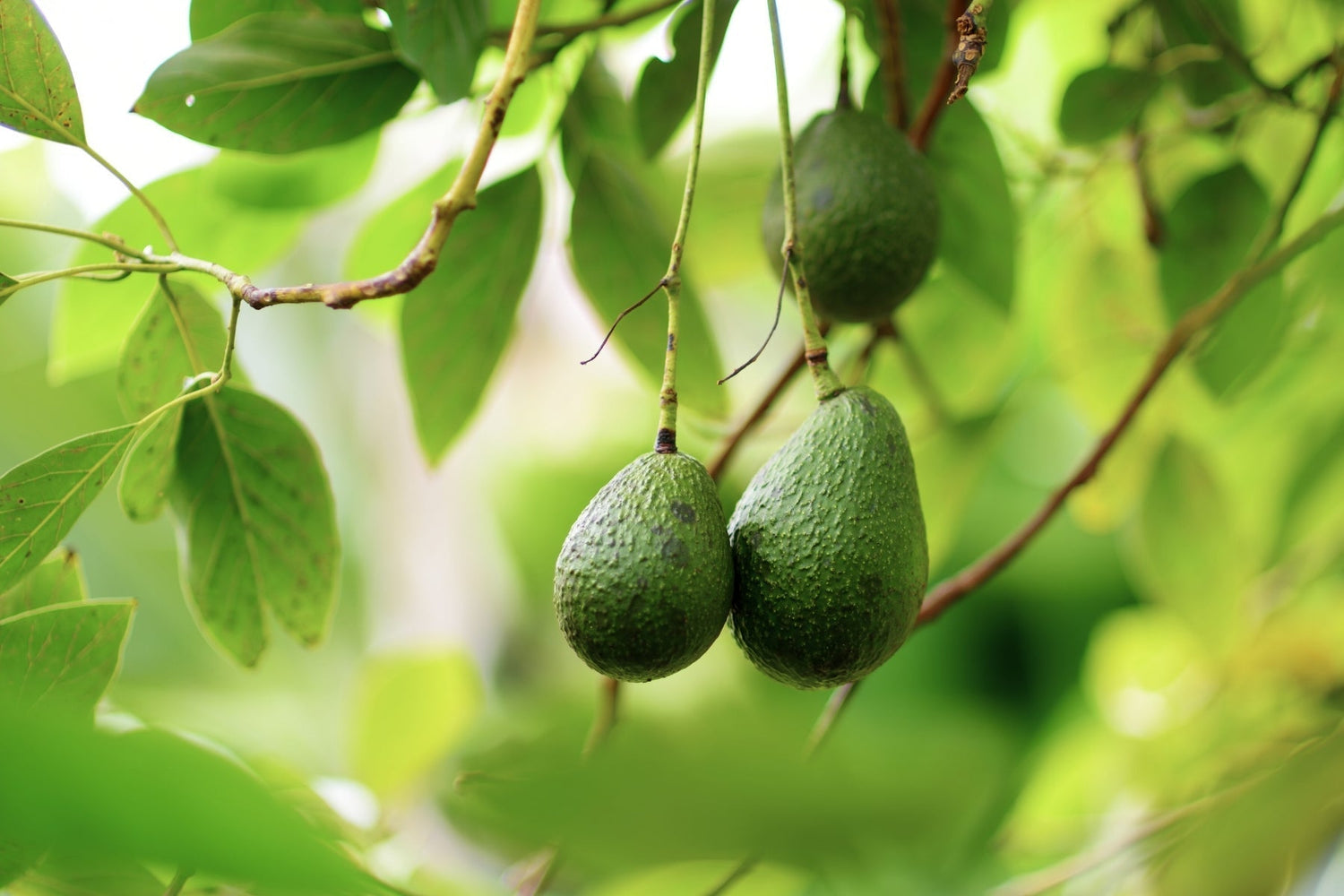 Avocados hanging from a tree