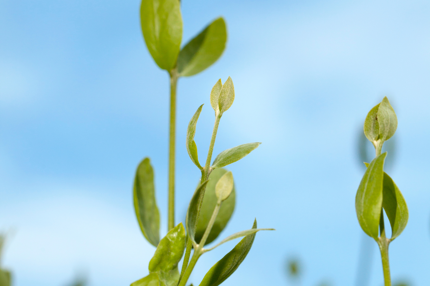 3 Amazing Jojoba Oil Benefits for Skin and Hair