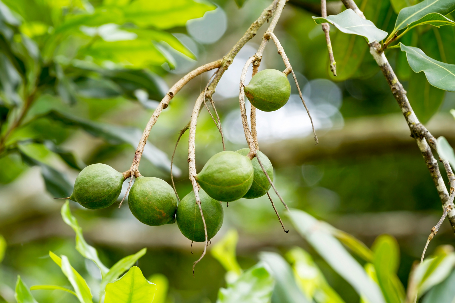 Here's What You Need to Know About: Macadamia Oil