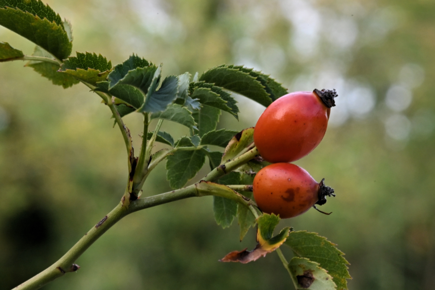 Here's What You Need to Know About: Rosehip Oil