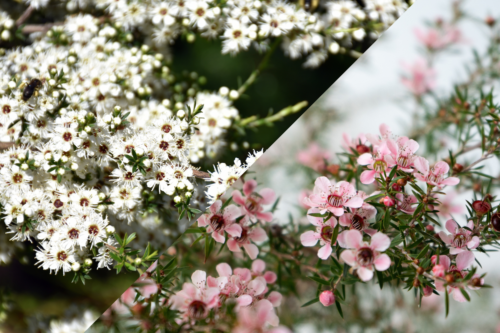 Two different Manuka flower species