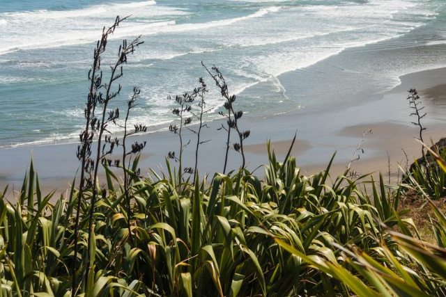 Guide to 5 Amazing Native New Zealand Plants - Looking at flax growing wild in the East Cape of New Zealand
